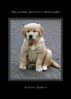 The Golden Retriever Philosopher by Richard Alighieri