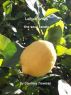 Lemon Drops - the soul candy by Courtney Trowman