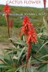 Cactus Flower by Alice Duncan 
