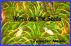 Wirra and the Seeds by Jennifer Melnik