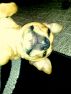 Elsie the daft dog by natalie 