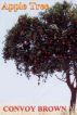 Apple Tree by Convoy Brown