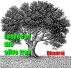 Leaves of the olive tree by Dhanraj P