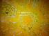 The Yellow Canvas by Marysue Hobika