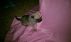The Diary of A Puppy.. My First 30 Days by Annette Goldenrod