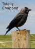 Totally Chapped by Carolyn Geraci
