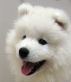 Beautiful Animals: Dogs Edition by Beautiful  Animals
