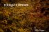A Hayu's Dream by Beth Hoyer
