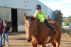 A horse With a Heart by jayden christopherson