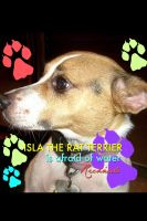 Cover for 'Isla the Rat Terrier Is Afraid of Water'