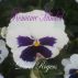 Romance Minded by David Rogers