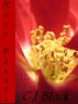 Rose Petals by CJ Black