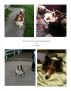 My Life Has Gone to the Dogs (and Cats) by C.A. Beach