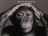 Charlie the Chimps Day Out by Tracy Arkell