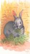 Bandelier Bunny and the Kiva by Kathleen Macoughtry