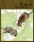 Braji by P. S. Wright