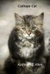 Calliope Cat by Kathleen S. Allen
