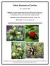 Edible Elements of Conifers by Eric J. Guignard