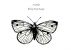 Moths by elle fortner