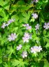Gardens and Nature Guide to May Wildflowers by Gardens And Nature Magazine