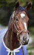 Breeder Cup Game On by jayden christopherson