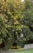 Historical uses for Trees in England by Ken Walters