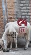 C4 Issue 2: Fall 2011 by Chamber Four 