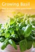 Growing Basil by Craig Bensemann