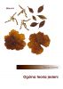 OgÃ³lna teoria jesieni [General theory of autumn] by Tomasz  Sobieraj