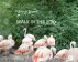 Walk In the Zoo by Viktoria Kuznik