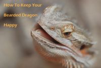 How To Keep Your Bearded Dragon Happy cover