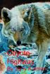 Coyote Highway by Jerry Kalman