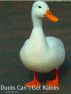 Ducks Can't Get Rabies by Marshall J. Pierce