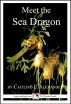 Meet the Sea Dragon: A 15-Minute Book for Early Readers by Caitlind Alexander