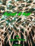 Daylight At Night by Lynda Charow