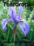 Teardrops by Jacqueline Applebee
