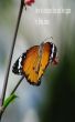 How to conquer fear and live again by John Janes
