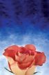 poems from within by Heather Kinsler