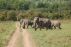 Jim Corbett National Park - Wildlife Reserve in India by Richa Nagar