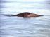 The Solved Case of the Real Lake Erie Monster by steve kovacs
