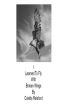 I Learned To Fly With Broken Wings by Colette Releford