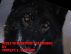 Wolf in Minister's Clothes by Tiffany L. Warren