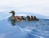 Ducks in a Row by Nikki Mark