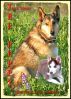 The Puppy A True Story by Linda Anderson