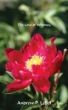 The Love of Whitney by ANDREW    P. LEBEL