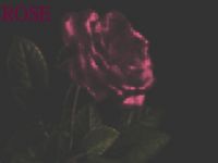 Cover for 'Rose'