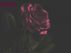 Rose by Monica P