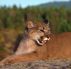 The Lioness in the wilderness by Jack Martinez