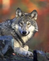 Cover for 'Wolf''s Revenge Book two'