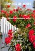 Coming Up Roses by Alice Duncan 